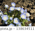 白いネモフィラ 138634511