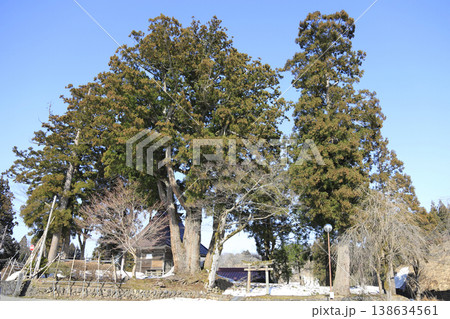 新潟県柏崎市 荻野島松尾神社の二本杉 新潟県柏崎市 荻野島松尾神社の二本杉 138634561