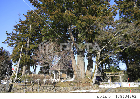 新潟県柏崎市 荻野島松尾神社の二本杉 138634562