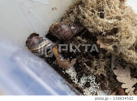 Giant african land snails, lissachatina fulica, with many white eggs in terrarium. Snail farm breeding process, heliciculture, exotic pets at home. Giant african land snails, lissachatina fulica, with many white eggs in terrarium. Snail farm breeding process, heliciculture, exotic pets at home. 138634582