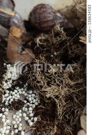 Giant african land snails, lissachatina fulica, with many white eggs in terrarium. Snail farm breeding process, heliciculture, exotic pets at home. Giant african land snails, lissachatina fulica, with many white eggs in terrarium. Snail farm breeding process, heliciculture, exotic pets at home. 138634583
