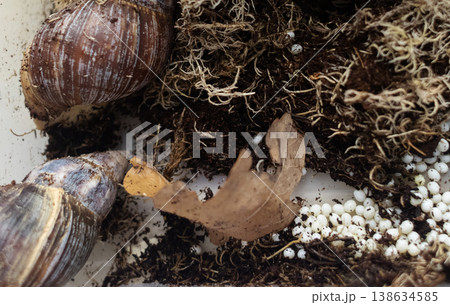 Giant african land snails, lissachatina fulica, with many white eggs in terrarium. Snail farm breeding process, heliciculture, exotic pets at home. Giant african land snails, lissachatina fulica, with many white eggs in terrarium. Snail farm breeding process, heliciculture, exotic pets at home. 138634585