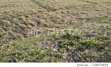 冬の野原と雑草 冬の野原と雑草 138634694