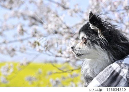 満開の桜の木と菜の花畑でインスタ映え写真を撮る飼い主 チワワ 春素材 満開の桜の木と菜の花畑でインスタ映え写真を撮る飼い主 チワワ 春素材 138634830