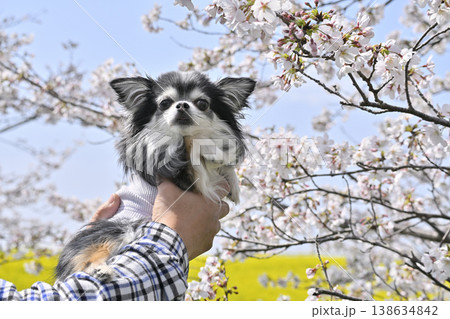 満開の桜の木と菜の花畑でインスタ映え写真を撮る飼い主 チワワ 春素材 満開の桜の木と菜の花畑でインスタ映え写真を撮る飼い主 チワワ 春素材 138634842