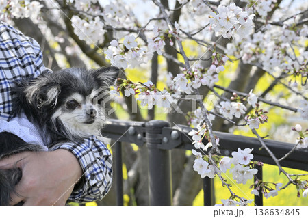 満開の桜の木と菜の花畑でインスタ映え写真を撮る飼い主 チワワ 春素材 満開の桜の木と菜の花畑でインスタ映え写真を撮る飼い主 チワワ 春素材 138634845