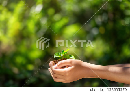 Close-up of Hand Holding a Young Green Seedling with Soil Ecology and Hope Concept Close-up of Hand Holding a Young Green Seedling with Soil Ecology and Hope Concept 138635370