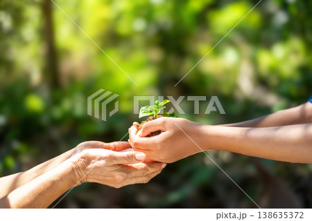 Child Passing a Young Green Seedling to an Adult's Hands Child Passing a Young Green Seedling to an Adult's Hands 138635372
