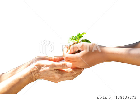 Isolated Image of a Child Passing a Young Green Seedling to an Adult's Hands Isolated Image of a Child Passing a Young Green Seedling to an Adult's Hands 138635373