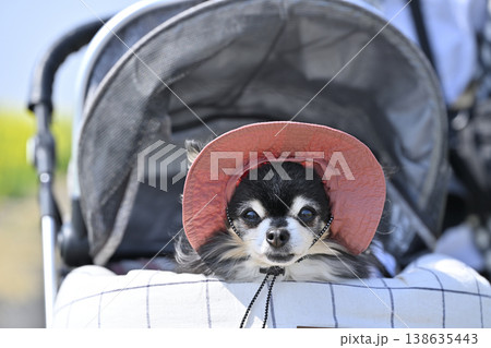 可愛い帽子をがぶって犬用カートでお散歩するシニアチワワ 可愛い帽子をがぶって犬用カートでお散歩するシニアチワワ 138635443