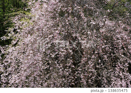 春の陽射しを浴びる枝垂れ桜 138635475