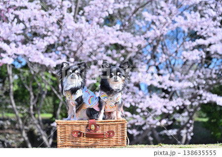 満開の桜と2匹の仲良しチワワ　春の素材 138635555