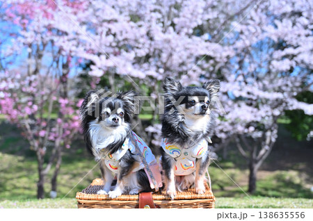 満開の桜と2匹の仲良しチワワ　春の素材 138635556