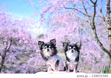 満開の桜と2匹の仲良しチワワ 春の素材 満開の桜と2匹の仲良しチワワ 春の素材 138635560