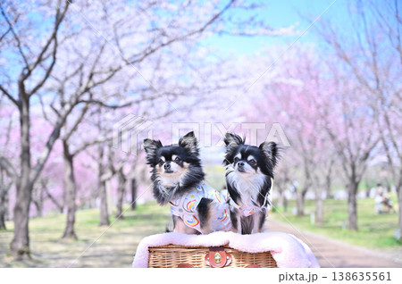 満開の桜と2匹の仲良しチワワ 春の素材 満開の桜と2匹の仲良しチワワ 春の素材 138635561