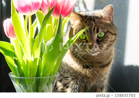 Pink tulips flowers. Floral bud. Tulip flower with tabby cat Pink tulips flowers. Floral bud. Tulip flower with tabby cat 138635703