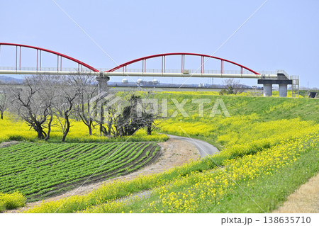 埼玉県・鴻巣市・コスモスアリーナふきあげ 春の風景 埼玉県・鴻巣市・コスモスアリーナふきあげ 春の風景 138635710