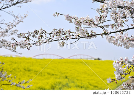 埼玉県・鴻巣市・コスモスアリーナふきあげ　春の風景 138635722