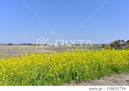 埼玉県・鴻巣市・コスモスアリーナふきあげ 春の風景 埼玉県・鴻巣市・コスモスアリーナふきあげ 春の風景 138635734