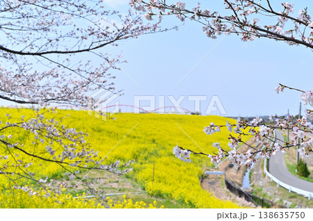 埼玉県・鴻巣市・コスモスアリーナふきあげ 春の風景 埼玉県・鴻巣市・コスモスアリーナふきあげ 春の風景 138635750