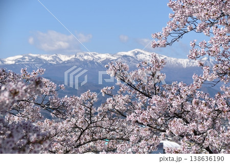 桜と雪山 桜と雪山 138636190