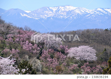 桜と雪山 桜と雪山 138636194