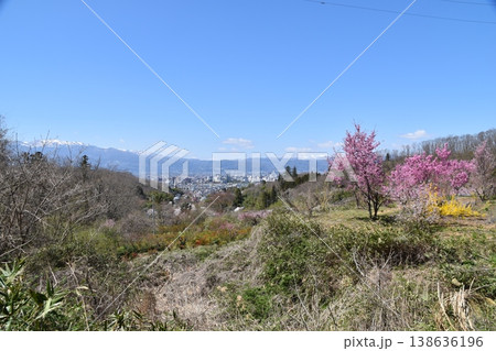 桜と雪山 桜と雪山 138636196