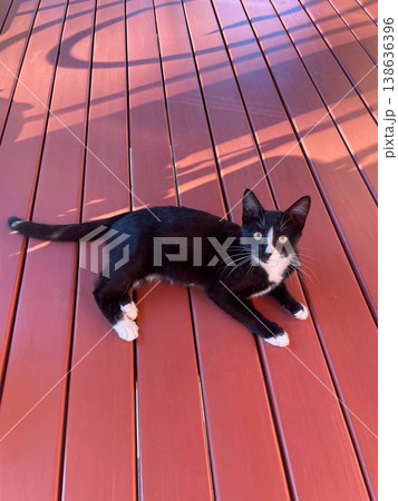 Cute black and white kitten portrait lying on a wooden floor outdoors. Cute black and white kitten portrait lying on a wooden floor outdoors. 138636396
