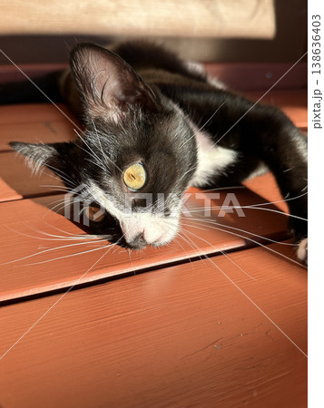 Cute black and white kitten portrait lying on a wooden floor outdoors. Cute black and white kitten portrait lying on a wooden floor outdoors. 138636403
