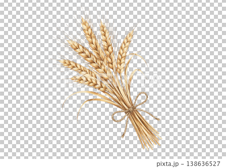 Illustration of the ear of wheat 138636527