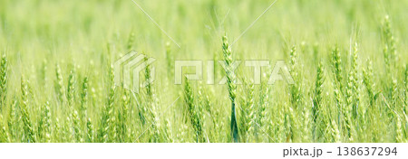 初夏の北海道美瑛町の丘の畑で風に揺れている青麦畑の風景 138637294