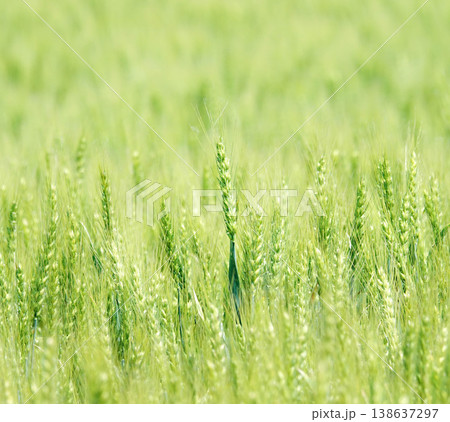 初夏の北海道美瑛町の丘の畑で風に揺れている青麦畑の風景 138637297