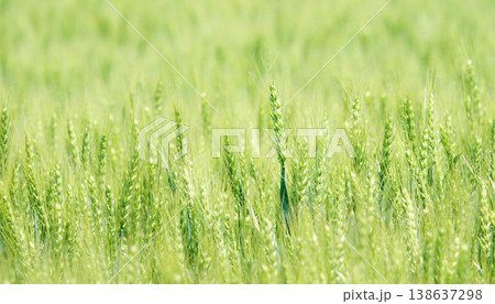 初夏の北海道美瑛町の丘の畑で風に揺れている青麦畑の風景 138637298