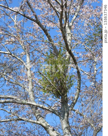 てんぐ巣病(植物の枝や葉が異常に密生する病気):桜満開の中で感染した枝のみ葉が茂る てんぐ巣病(植物の枝や葉が異常に密生する病気):桜満開の中で感染した枝のみ葉が茂る 138637346