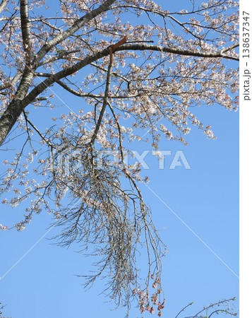 てんぐ巣病（植物の枝や葉が異常に密生する病気）：感染した枝ごと折れた状態 138637347