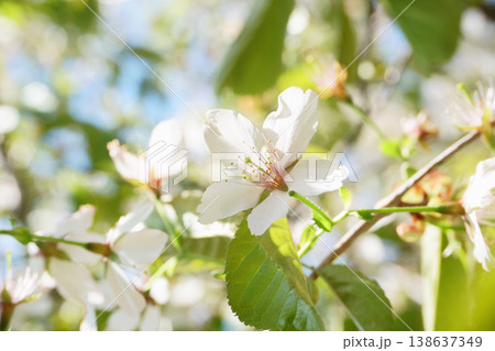 北海道の公園に咲く桜の花 北海道の公園に咲く桜の花 138637349