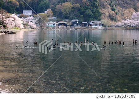 ◇海津大崎の桜 / 日本のさくら名所100選・琵琶湖八景(滋賀県高島市マキノ町海津) ◇海津大崎の桜 / 日本のさくら名所100選・琵琶湖八景(滋賀県高島市マキノ町海津) 138637509