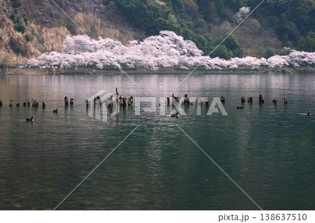 ◇海津大崎の桜 / 日本のさくら名所100選・琵琶湖八景(滋賀県高島市マキノ町海津) ◇海津大崎の桜 / 日本のさくら名所100選・琵琶湖八景(滋賀県高島市マキノ町海津) 138637510