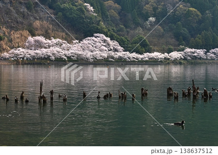 ◇海津大崎の桜 ／ 日本のさくら名所100選・琵琶湖八景（滋賀県高島市マキノ町海津） 138637512