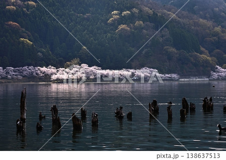 ◇海津大崎の桜 / 日本のさくら名所100選・琵琶湖八景(滋賀県高島市マキノ町海津) ◇海津大崎の桜 / 日本のさくら名所100選・琵琶湖八景(滋賀県高島市マキノ町海津) 138637513