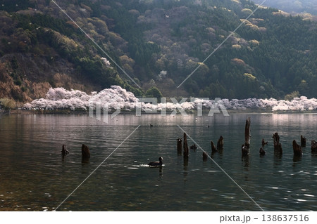◇海津大崎の桜 / 日本のさくら名所100選・琵琶湖八景(滋賀県高島市マキノ町海津) ◇海津大崎の桜 / 日本のさくら名所100選・琵琶湖八景(滋賀県高島市マキノ町海津) 138637516