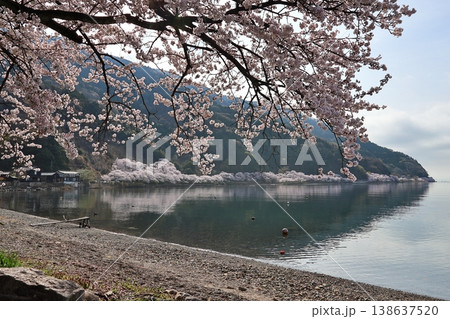 ◇海津大崎の桜 / 日本のさくら名所100選・琵琶湖八景(滋賀県高島市マキノ町海津) ◇海津大崎の桜 / 日本のさくら名所100選・琵琶湖八景(滋賀県高島市マキノ町海津) 138637520