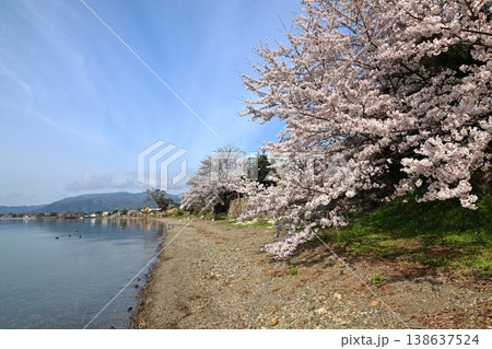 ◇海津大崎の桜 ／ 日本のさくら名所100選・琵琶湖八景（滋賀県高島市マキノ町海津） 138637524