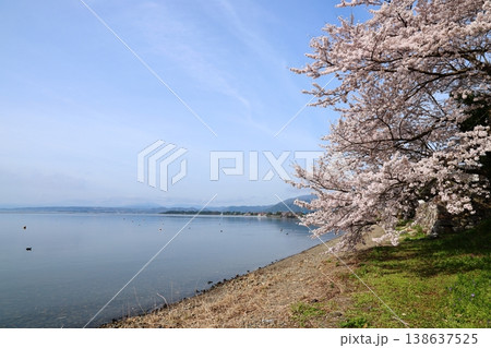 ◇海津大崎の桜 ／ 日本のさくら名所100選・琵琶湖八景（滋賀県高島市マキノ町海津） 138637525