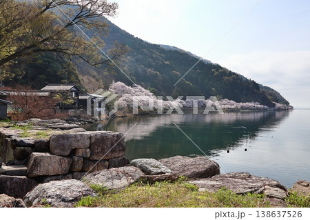 ◇海津大崎の桜 / 日本のさくら名所100選・琵琶湖八景(滋賀県高島市マキノ町海津) ◇海津大崎の桜 / 日本のさくら名所100選・琵琶湖八景(滋賀県高島市マキノ町海津) 138637526