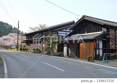 ◇海津大崎の桜 ／ 日本のさくら名所100選・琵琶湖八景（滋賀県高島市マキノ町海津） 138637528