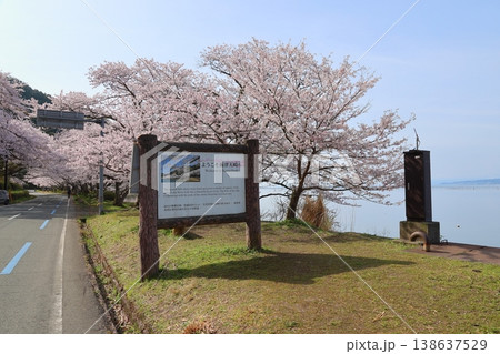 ◇海津大崎の桜 / 日本のさくら名所100選・琵琶湖八景(滋賀県高島市マキノ町海津) ◇海津大崎の桜 / 日本のさくら名所100選・琵琶湖八景(滋賀県高島市マキノ町海津) 138637529