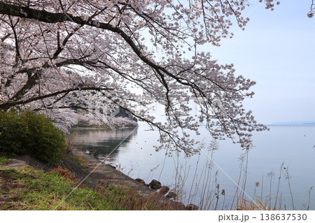 ◇海津大崎の桜 / 日本のさくら名所100選・琵琶湖八景(滋賀県高島市マキノ町海津) ◇海津大崎の桜 / 日本のさくら名所100選・琵琶湖八景(滋賀県高島市マキノ町海津) 138637530