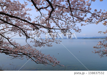 ◇海津大崎の桜 / 日本のさくら名所100選・琵琶湖八景(滋賀県高島市マキノ町海津) ◇海津大崎の桜 / 日本のさくら名所100選・琵琶湖八景(滋賀県高島市マキノ町海津) 138637532