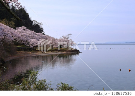 ◇海津大崎の桜 ／ 日本のさくら名所100選・琵琶湖八景（滋賀県高島市マキノ町海津） 138637536